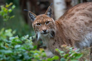 Luchs