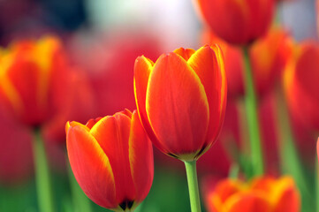 Fototapeta premium blossoming tulips in spring