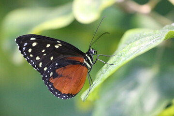 Obraz na płótnie Canvas Butterfly in the Greenhouse
