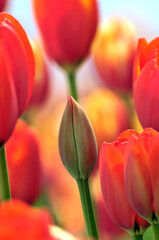 blossoming tulips in spring