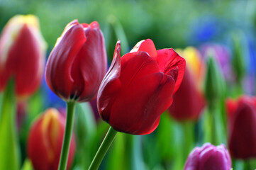 blossoming tulips in spring