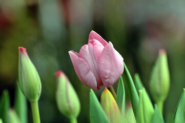 Fototapeta premium blossoming tulips in spring
