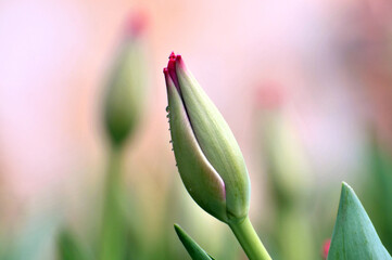 blossoming tulips in spring