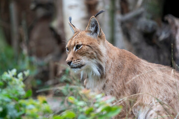 Luchs