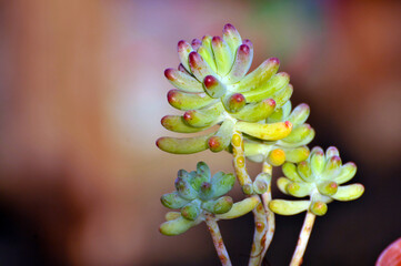 The close-up of succulent plants