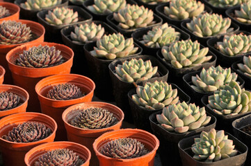 The close-up of succulent plants