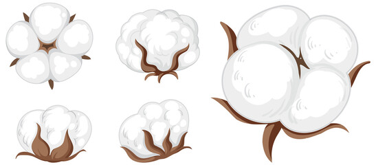 Set of cotton flowers isolated