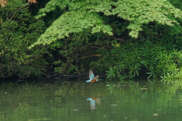 Naklejka na ściany i meble kingfisher in a forest