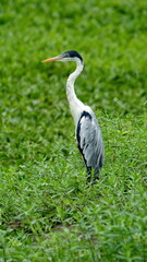 Cocoi heron (Ardea cocoi) surrounded by vegetation in the La Segua Wetlands outside of Chone, Ecuador