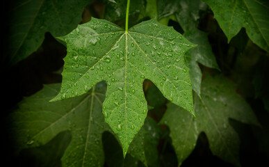 fresh leaf with water drop after rain with sun light.