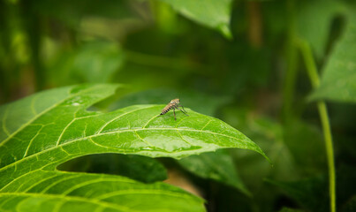 mini bug on green leaf of beauty in nature concept