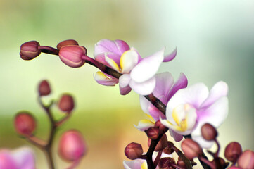 Closeup of Orchid flower