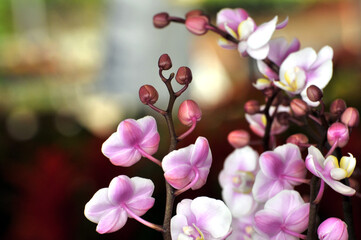 Closeup of Orchid flower