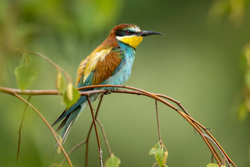 European bee eater ( Merops apiaster )