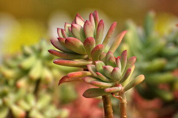 The close-up of succulent plants