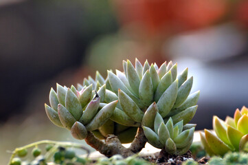 Fototapeta premium The close-up of succulent plants