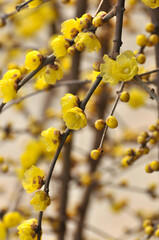 blossoming plum blossom in spring