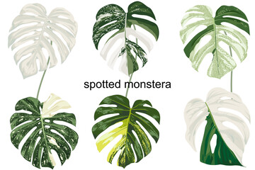 spotted monstera © iMeaw