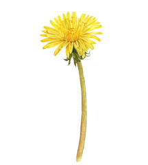 watercolor drawing yellow flower of dandelion, Taraxacum officinale isolated at white background , hand drawn botanical illustration