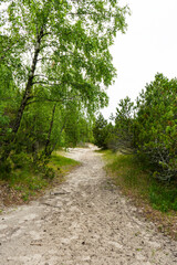 Fototapeta na wymiar A path in the summer forest. A path in the park on a summer day. A green park for walking. the road through the green forest. Selective focus. 