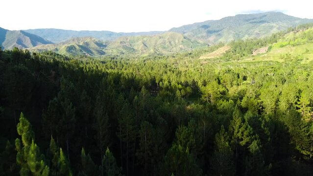 Aerial shot of a forest