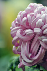 blossoming chrysanthemum
