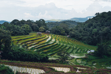 Rice fields outside the growing season