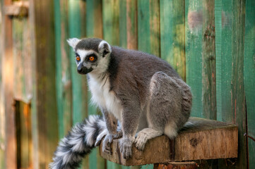 Zoo in Myslecinek quarter in Bydgoszcz, Kuyavian-Pomeranian Voivodeship, Poland.