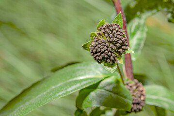 The seed of the grass ready for growth.