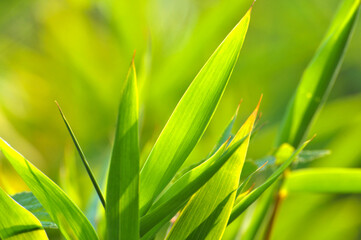 sun shining through the bamboo forest