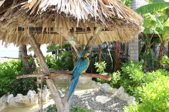 Green Parrot Close-up On A Ranch In The Dominican Republic