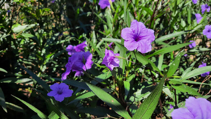Close up, Beautiful purple flowers