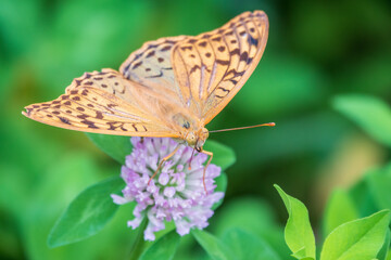 The dark green fritillary butterfly collects nectar on flower. Speyeria aglaja is a species of butterfly in the family Nymphalidae.
