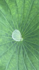 Water puddle on the green leaf of water lily, at buddhist park temple of Japan, year 2022 July 19th
