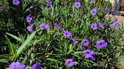 A bush with beautiful purple flowers 02