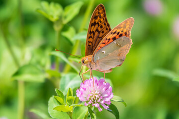 The dark green fritillary butterfly collects nectar on flower. Speyeria aglaja is a species of butterfly in the family Nymphalidae.