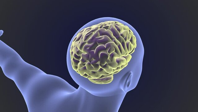 Human brain with body medical background