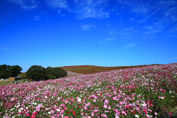 ひたち海浜公園、秋晴の中、秋桜と紅葉したコキアの花畑