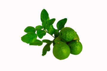 Fresh green bergamot and kaffir lime leaves on a white background