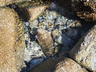 stones in water
