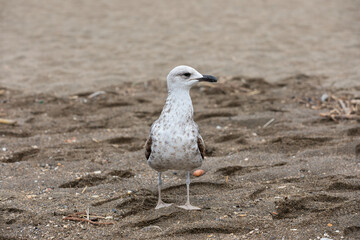 Seagull bird