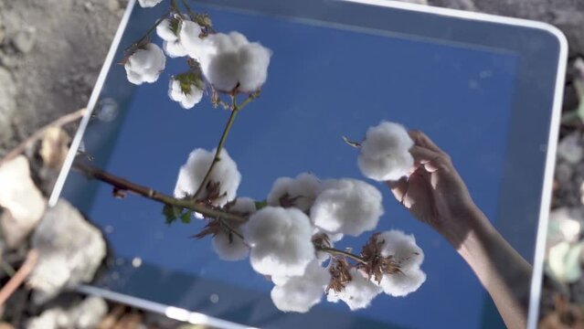 Beautiful branch of cotton on a blue background reflected in the tablet, natural white fluffy fiber on the stem.Hand opens cotton