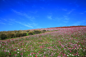 ひたち海浜公園、秋晴の中、秋桜と紅葉したコキアの花畑