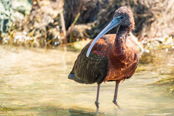 The glossy ibis, latin name Plegadis falcinellus, searching for food in the shallow lagoon.