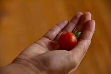 採れたて新鮮トマトと子供の手