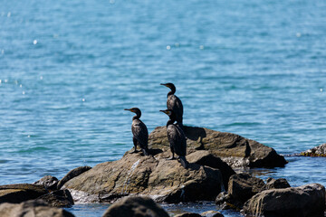 Great cormorants on a rock in the sea