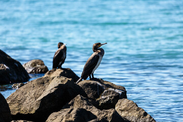 Great cormorants on a rock in the sea