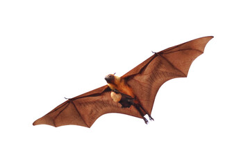 Bat and baby bats flying isolated on white background."Lyle's flying fox"
