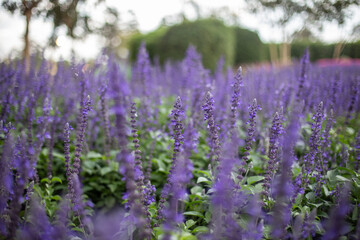 Fototapeta na wymiar Big blue salvia flower field