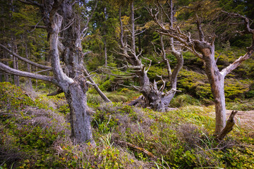 An old dead trees in the forest. Spooky woodland, trolls forest.